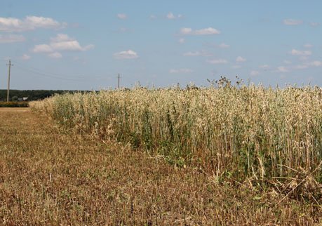 В Рязани выявлены нарушения при обработке сельхозугодий