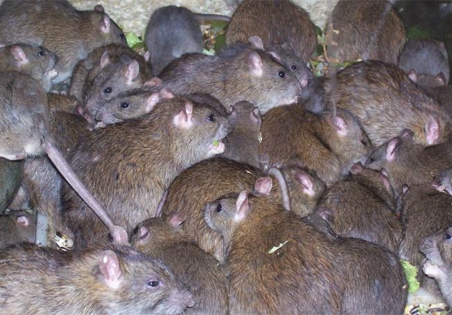 Рязанское правительство очистят от крыс