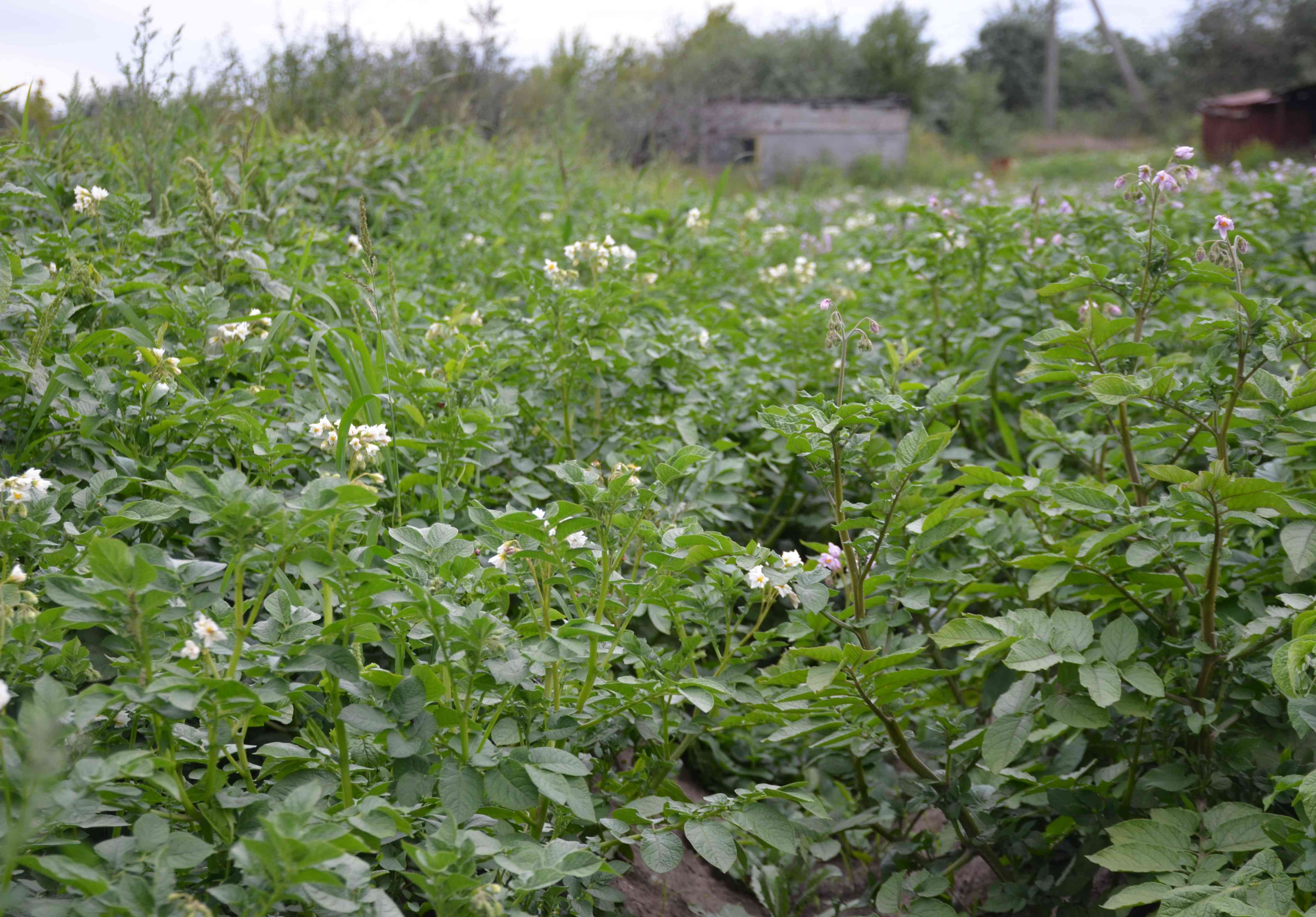 Глава рязанского села захватил 25 соток для посадки картошки