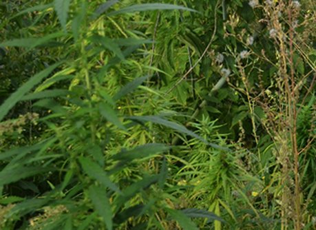 В Рязанской области пресекли транспортировку 2 кг марихуаны
