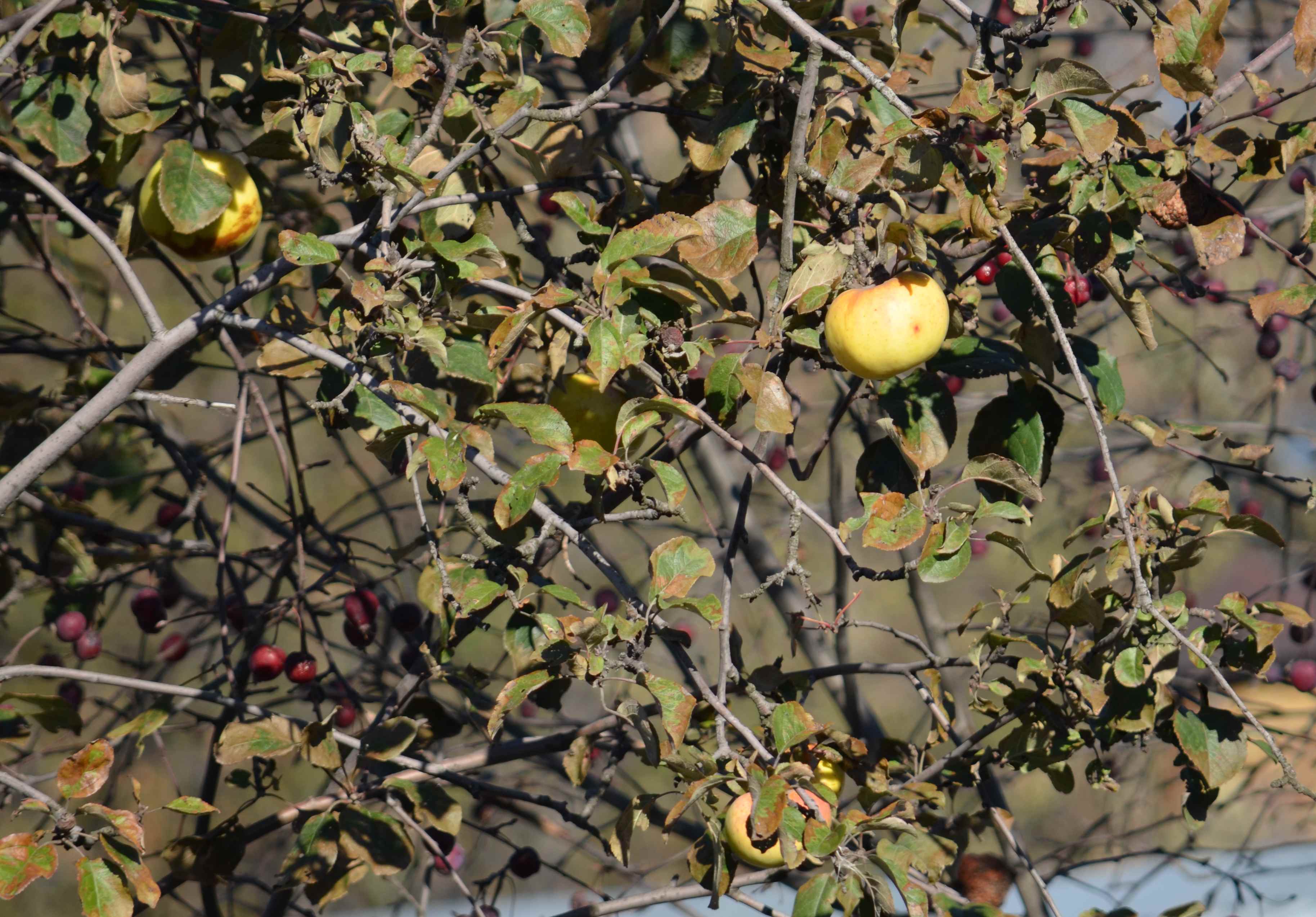 В Рязани собрали 1 710 тонн яблок