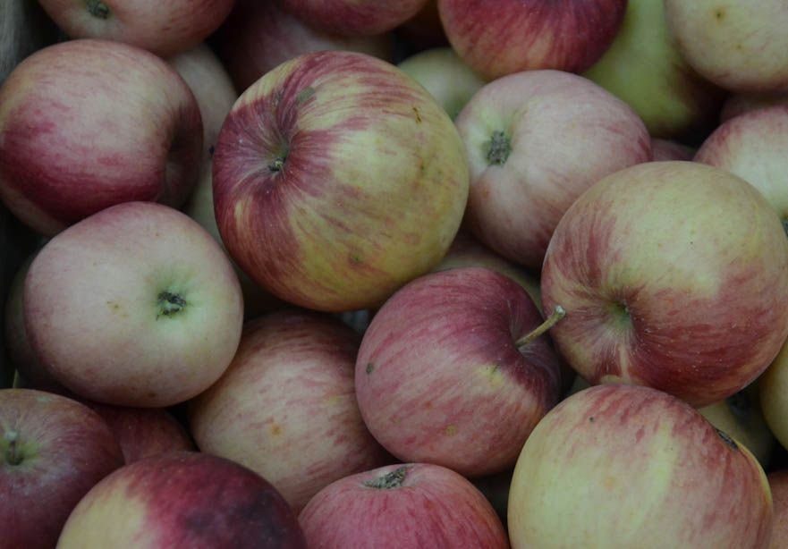 Яблоки в Рязани стоят в 2 раза меньше, чем в среднем по РФ