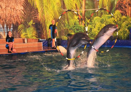 Ветеринары проверили дельфинарий в Рязани