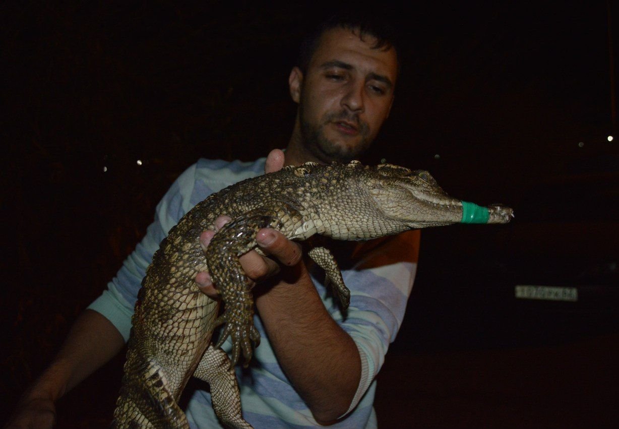 В Павловке поймали крокодила