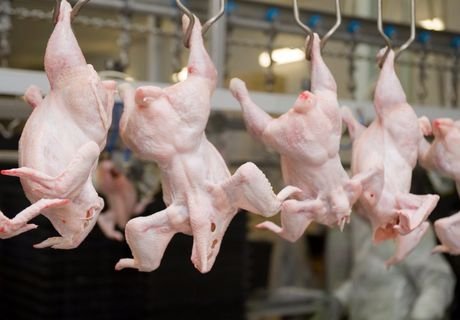 РФ возобновит поставки мяса птицы и яиц в ЕС