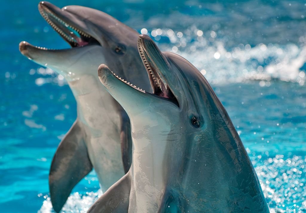 У ТРЦ «Премьер» откроется крупнейший в РФ дельфинарий