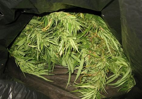 Рязанские полицейские изъяли 16 кг наркотиков