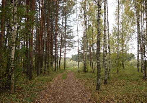 В Спасске инженера по охране леса будут судить за подлог