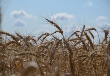 Турция может отказаться от российской пшеницы