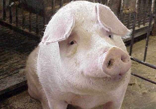 В Рязань запретили ввоз свиней из трех регионов