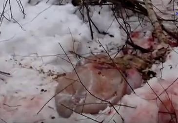 Рязанский браконьер убил лося в лесу под Клепиками