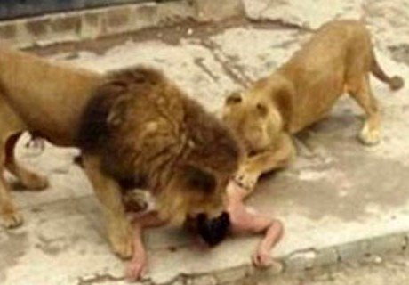 В чилийском зоопарке убили львов, чтобы спасти  самоубийцу