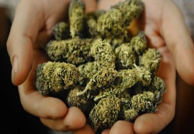 Захаровские полицейские изъяли 20 кг марихуаны