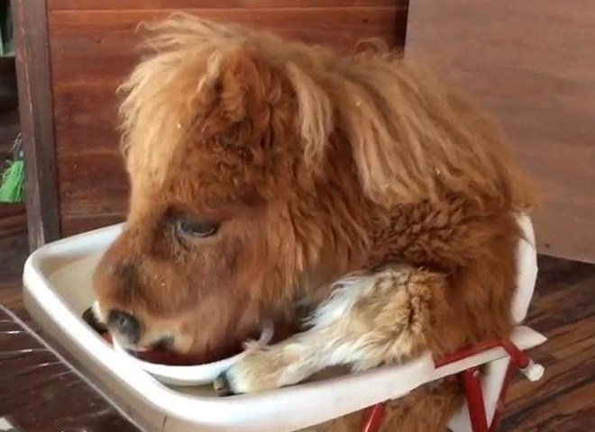 Японские фермеры посадили пони на детский стульчик и накормили морковкой (видео)
