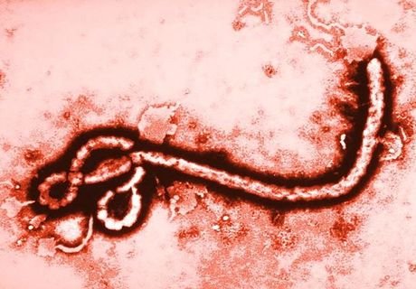 Роспотребнадзор зарегистрирует вакцину от Эболы
