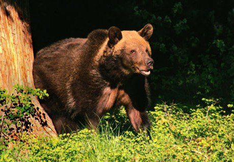 Напугавшего рязанцев медведя спасатели не обнаружили