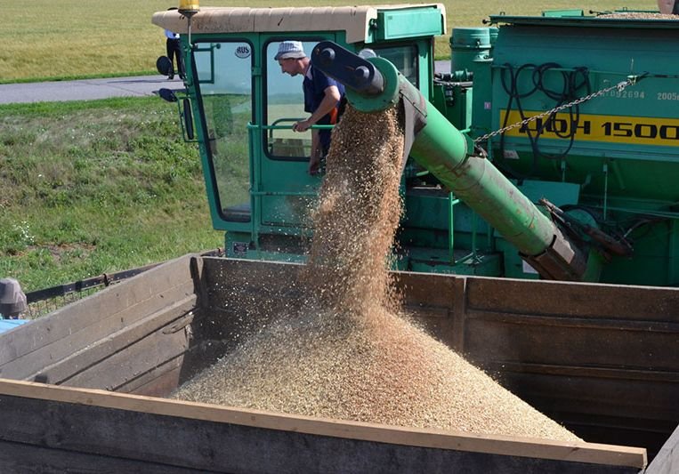 В Рязанской области намолотили 30 700 тонн зерна