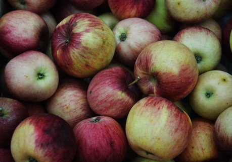 Рязанские садоводы увеличили сбор яблок на 600 тонн