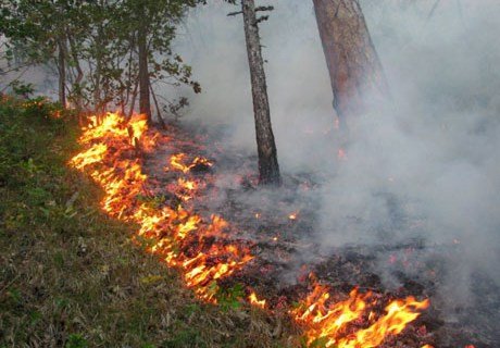 В Рыбновском районе произошел лесной пожар на площади 2,6 га