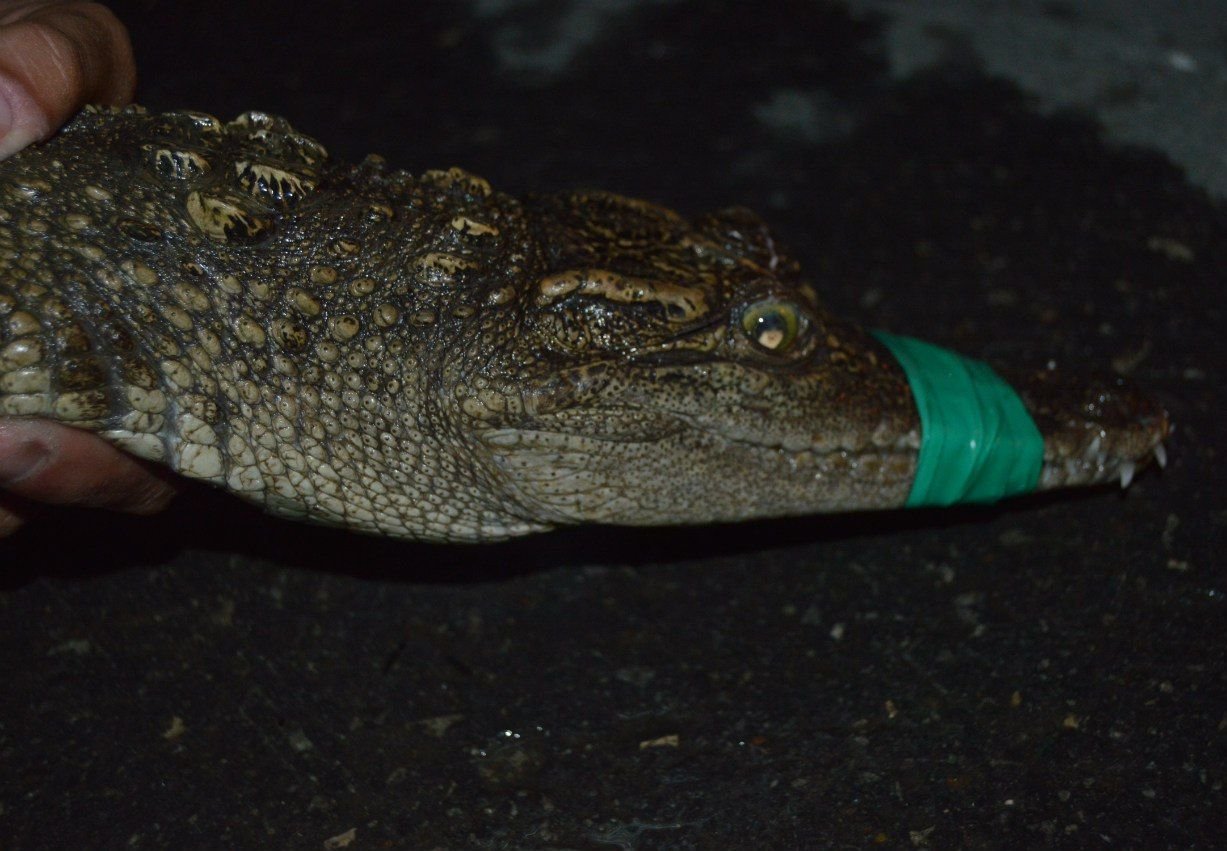 Рязанский крокодил переехал в Тулу