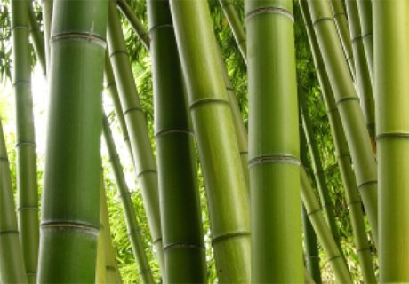 В Японии построят электростанцию на бамбуке