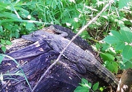В Рязани обнаружен китайский аллигатор
