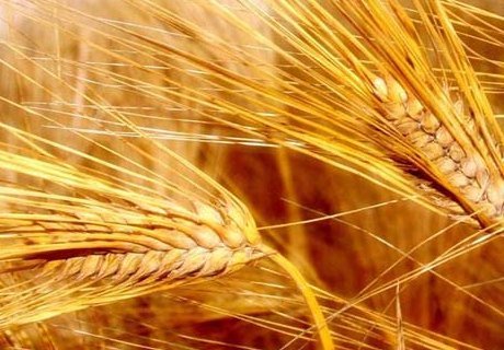 В этом году России нужно собрать 100 млн тонн зерна