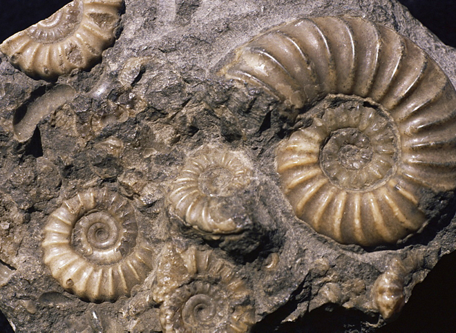 Геологи обнаружили древнейшие следы жизни на Земле