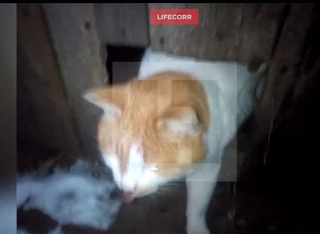 Бродячие коты спасли потерявшегося щенка от голодной смерти (видео)