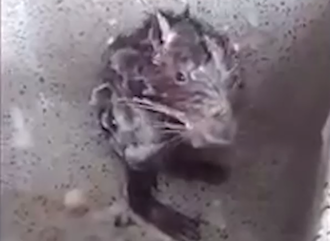 В сети набирает популярность видео с крысой, которая «принимает душ»