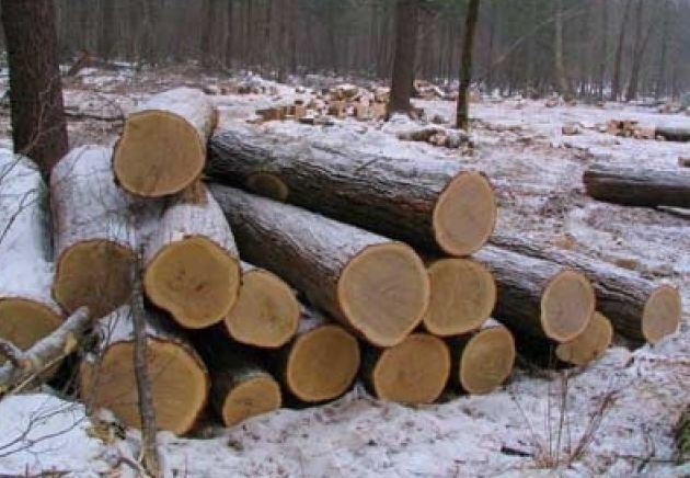 Рязанец получил год условно за три срубленных дерева