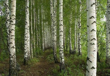 Правительство Рязани приняло экстренные меры по защите леса