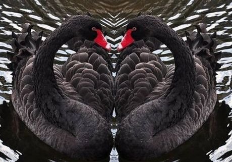 В рязанском парке поселят черных лебедей