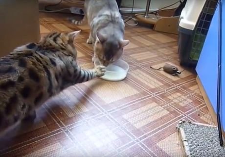 Видео: «интеллигентные» коты борются за миску с молоком