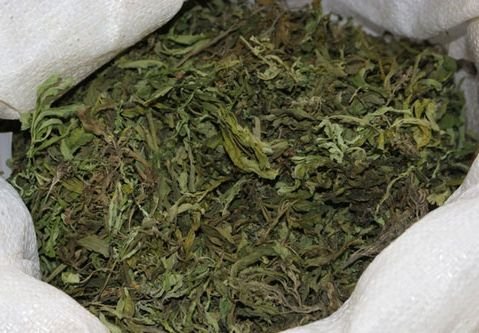 У жителя Скопина изъяли 1,6 кг марихуаны