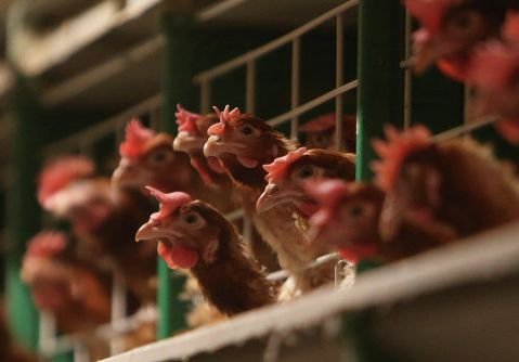 Россия запретила ввоз мяса птицы из США