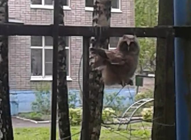 Фото: в Рязани во дворе жилого дома обнаружили сову