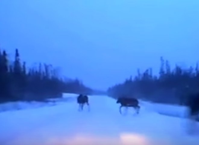 Канадскому водителю удалось «проскочить» между двумя лосями (видео)
