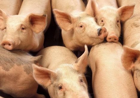 Рязань запретила воронежских свиней