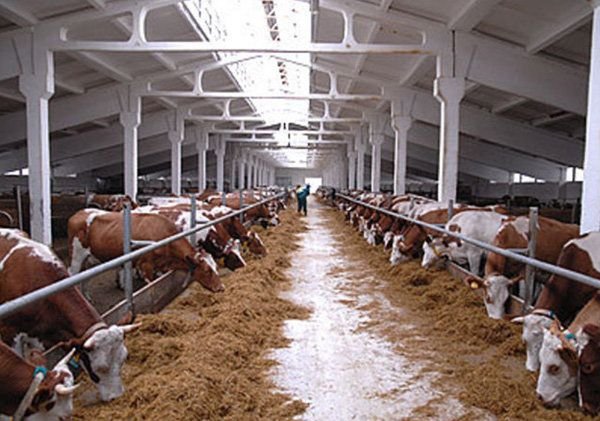 Для замещения импорта мяса в Рязани построят мегафермы