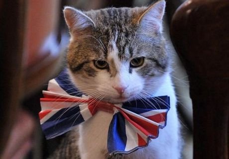 В МИД Британии взяли на работу кота