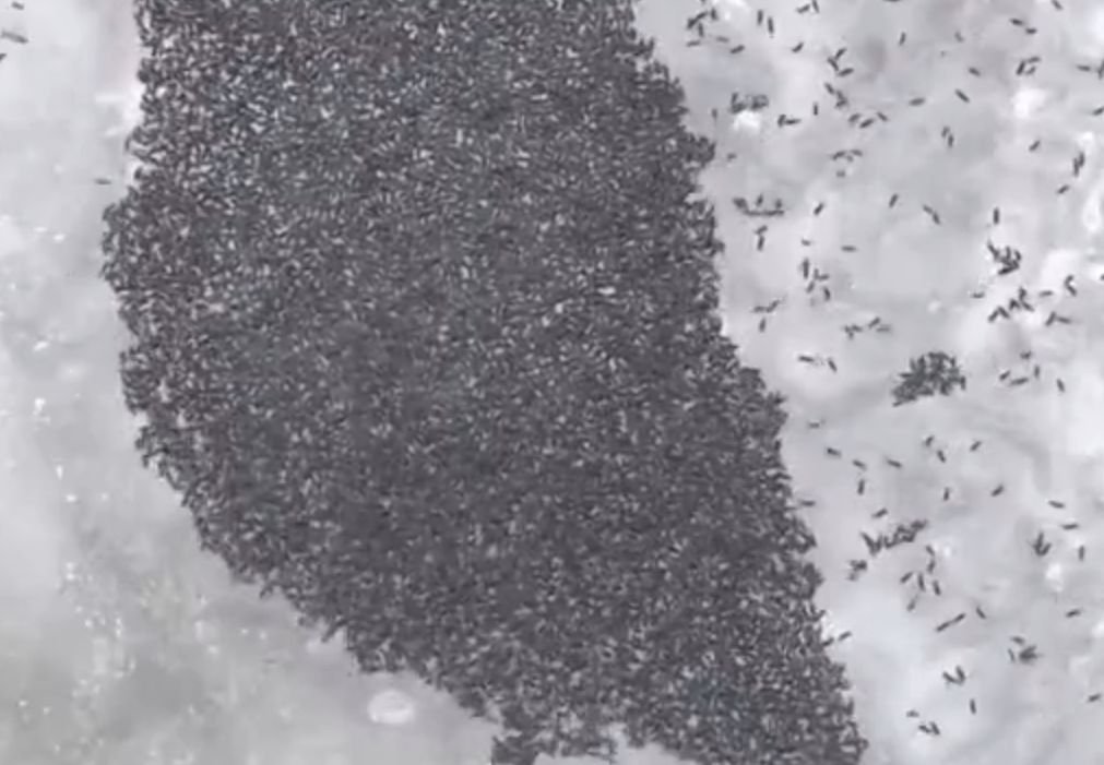 Тульскую область атаковали полчища «снежных блох» (видео)