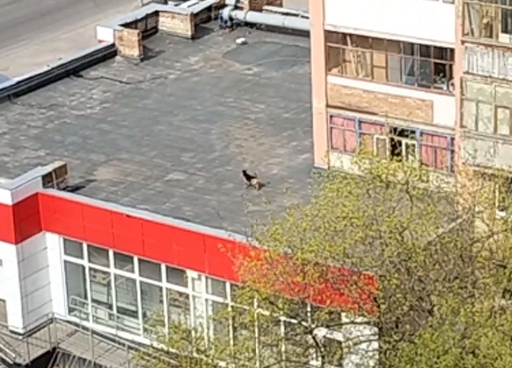 В Рязани жильцы многоэтажки выгуливают собаку на крыше «Магнита»
