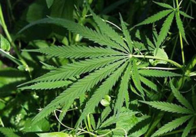Шиловская наркополиция изъяла 1,7 кг марихуаны