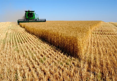 Россия соберет 102 миллиона тонн зерна в 2015 году