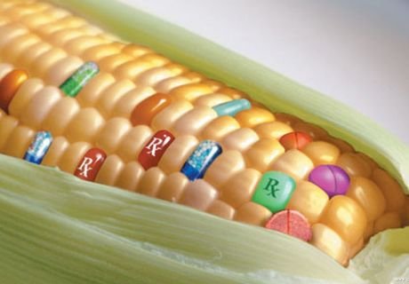 В РФ запретили производить ГМО
