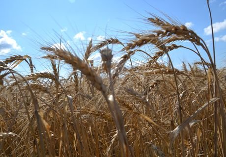 Рязанские аграрии собрали 1,5 млн тонн зерна