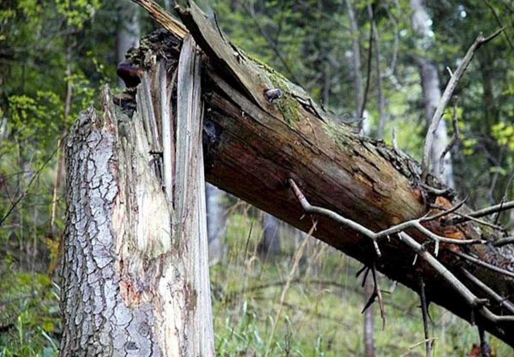 В Рязанской области мужчину убило упавшим деревом