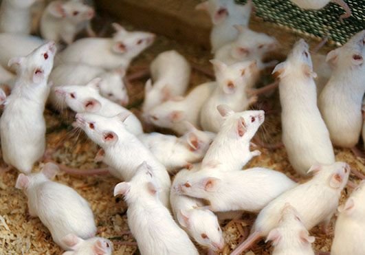 Вакцина против MERS успешно опробована на мышах