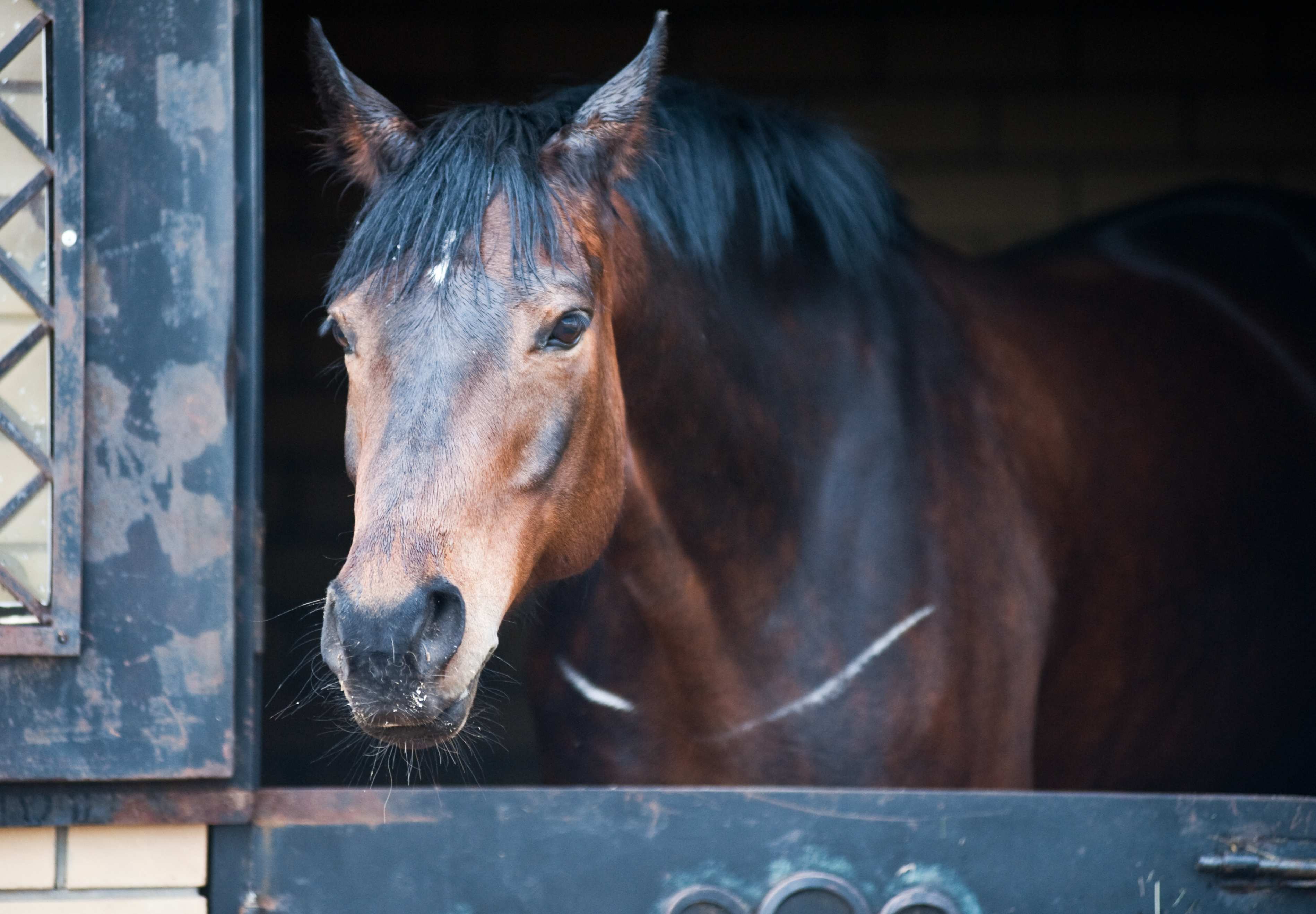 В Касимове украли пять породистых лошадей
